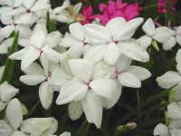 Big clean white flowers